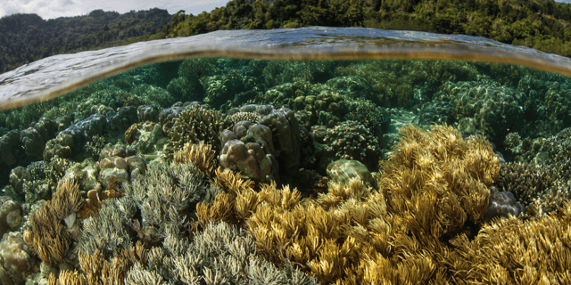 Biodiversity and Deregulation: Navigating a Fragmented Regulatory Landscape