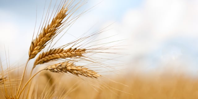 US Spring Plantings Respond to Energy and Fertilizer Costs