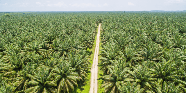 Taking Advantage of a Crisis: Ecosystem Innovation at Sime Darby Plantation