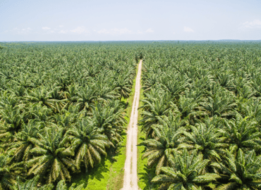 Taking Advantage of a Crisis: Ecosystem Innovation at Sime Darby Plantation