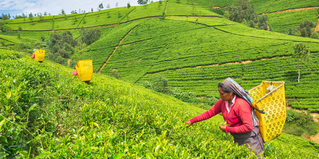 Human Rights in the Supply Chain: Compliance, Governance, and Strategy