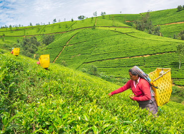 Human Rights in the Supply Chain: Compliance, Governance, and Strategy