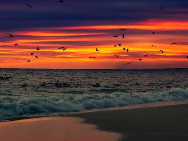 Atardecer intenso sobre el Pacífico con bandada de pelícanos sobrevolando las olas en la orilla