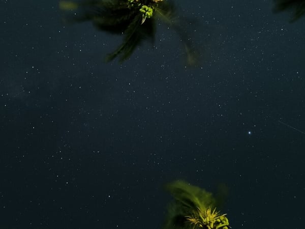 Cielo estrellado nocturno enmarcado por copas de palmeras iluminadas, atmósfera tropical serena