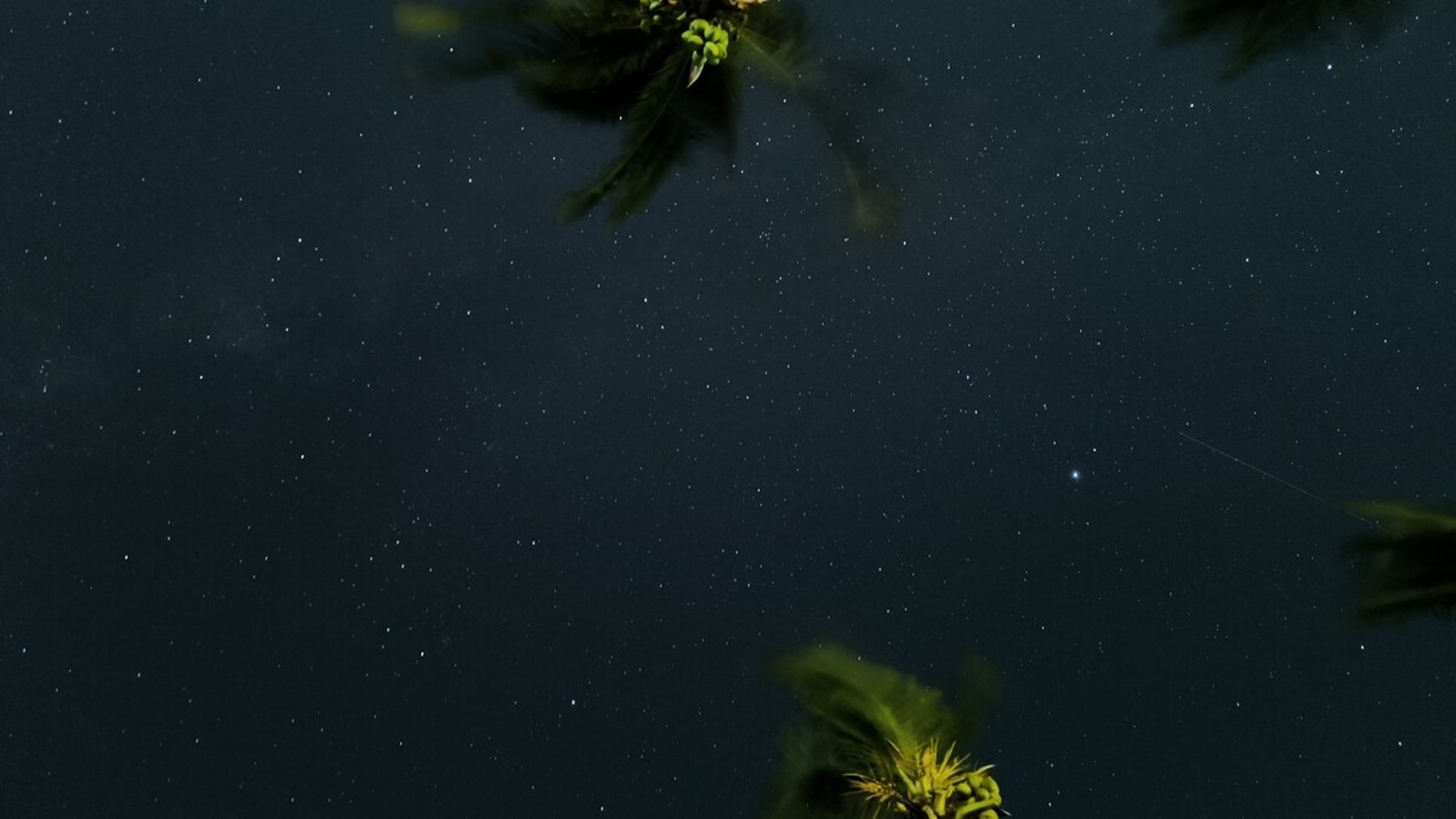 Cielo estrellado nocturno enmarcado por copas de palmeras iluminadas, atmósfera tropical serena