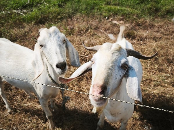 Dos cabras blancas curiosas asomadas tras un cerco de alambre en terreno con pasto seco y verde