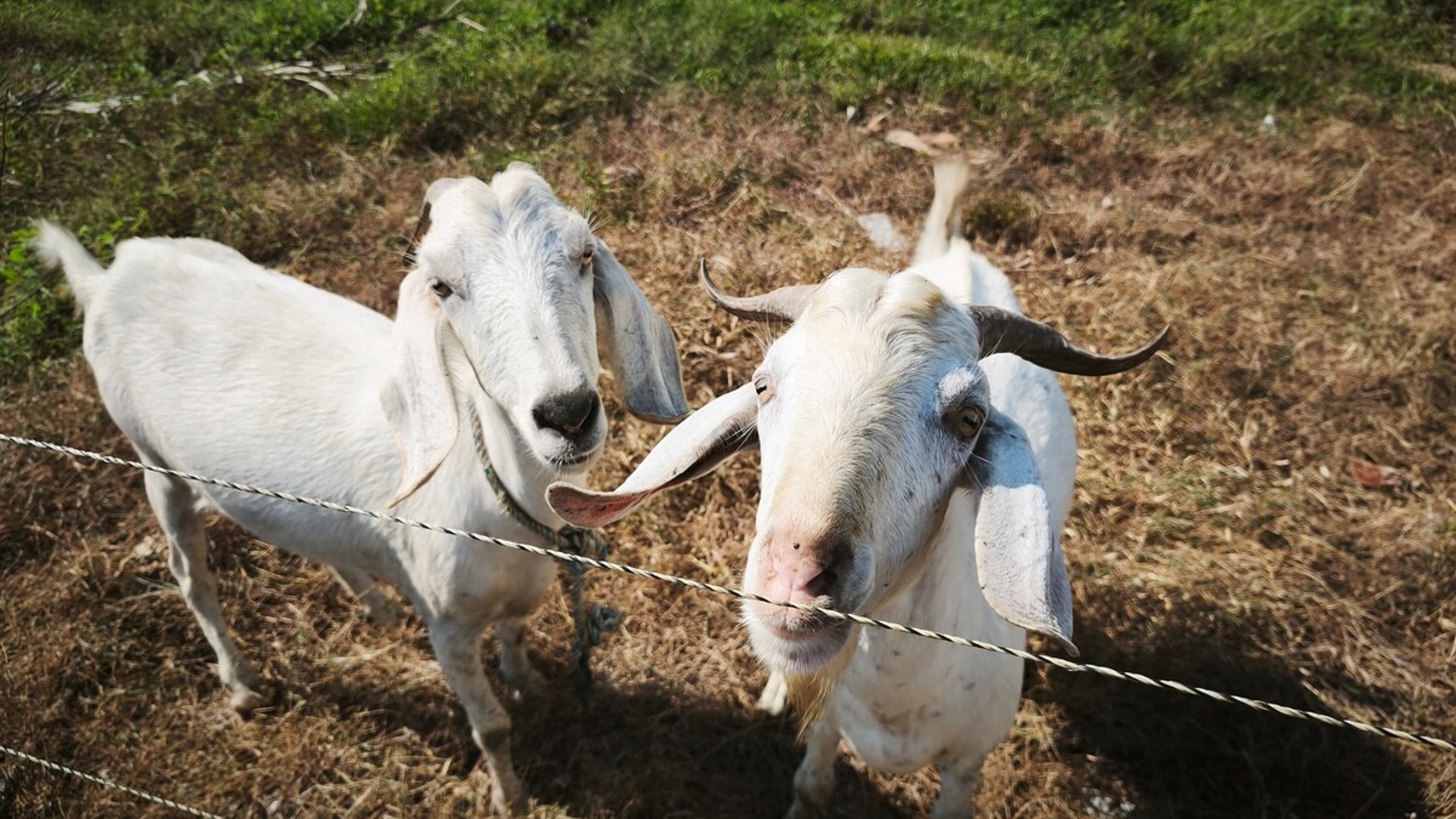 Dos cabras blancas curiosas asomadas tras un cerco de alambre en terreno con pasto seco y verde