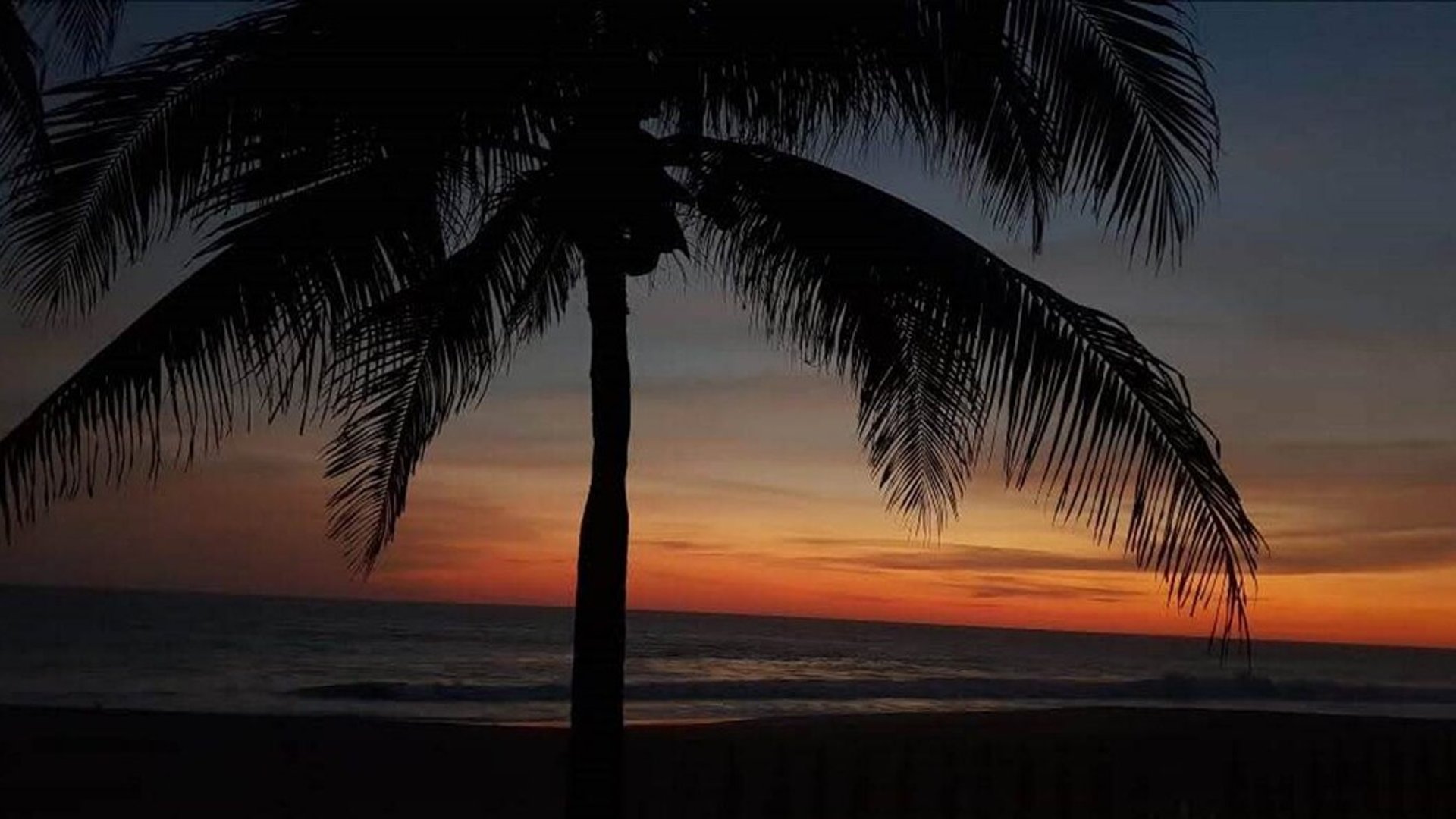 Silueta de palmera frente al mar en un atardecer de tonos naranja y azul profundo