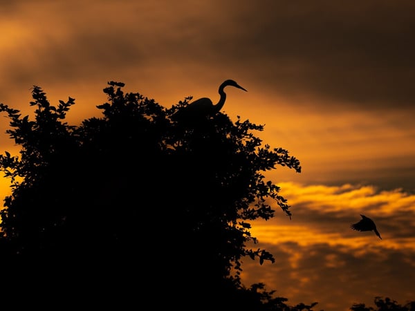 Silueta de garza posada en árbol frondoso al atardecer, con otro pájaro en vuelo y cielo naranja intenso
