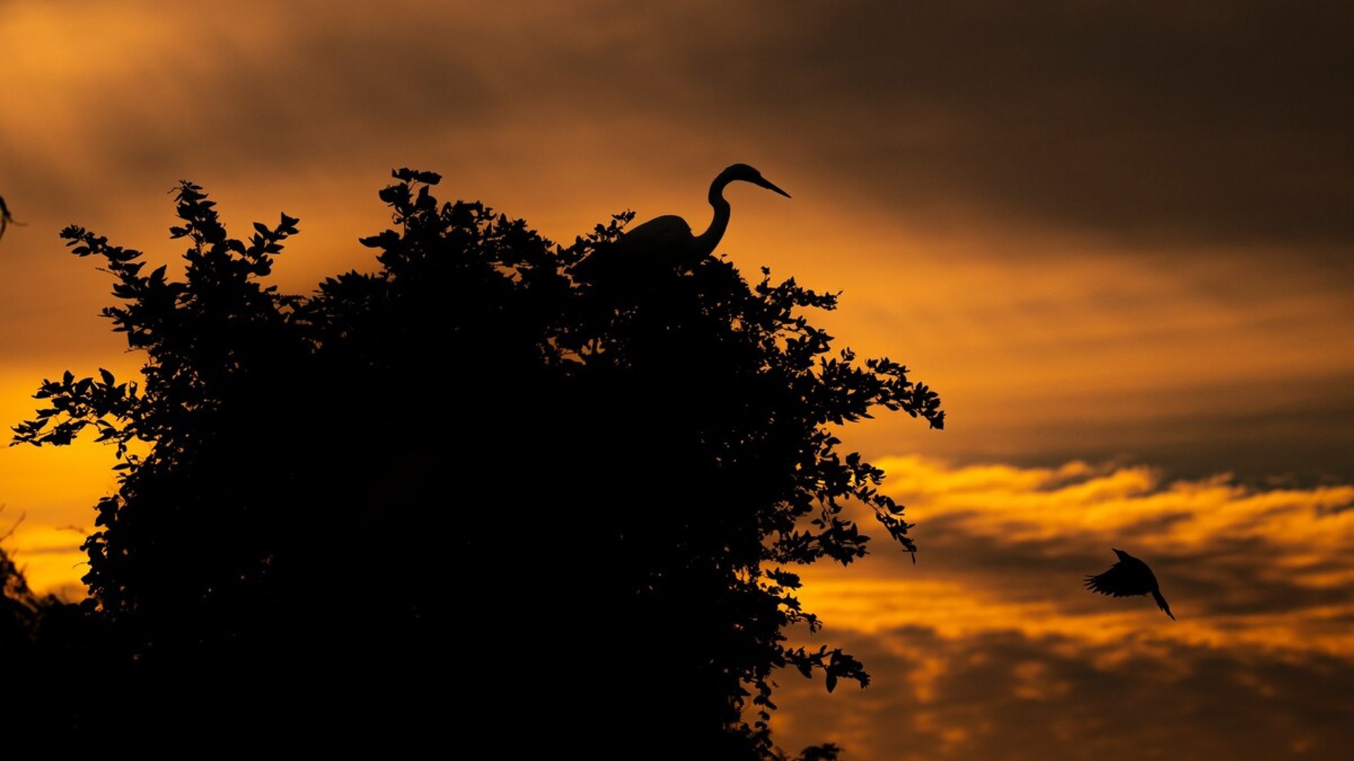 Silueta de garza posada en árbol frondoso al atardecer, con otro pájaro en vuelo y cielo naranja intenso