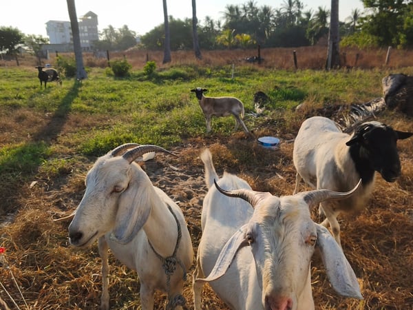 Cabras y ovejas pastando en terreno abierto con palmeras y edificio al fondo, luz cálida de tarde