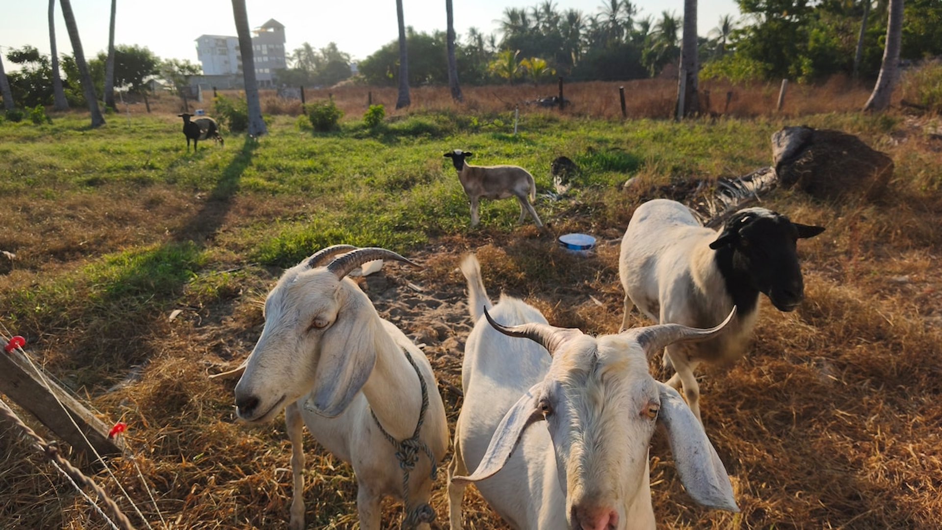Cabras y ovejas pastando en terreno abierto con palmeras y edificio al fondo, luz cálida de tarde