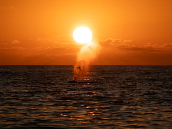 Ballena expulsando vapor frente al sol durante un atardecer anaranjado intenso sobre el Pacífico