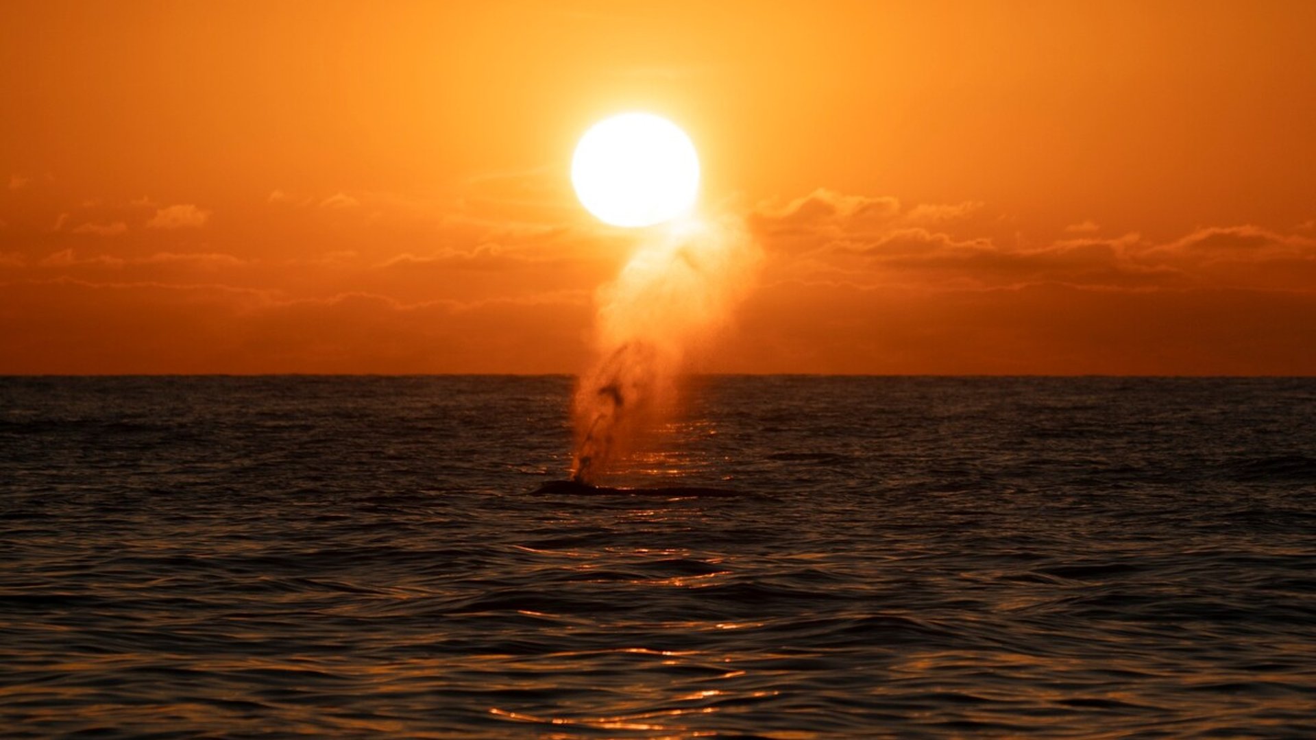Ballena expulsando vapor frente al sol durante un atardecer anaranjado intenso sobre el Pacífico