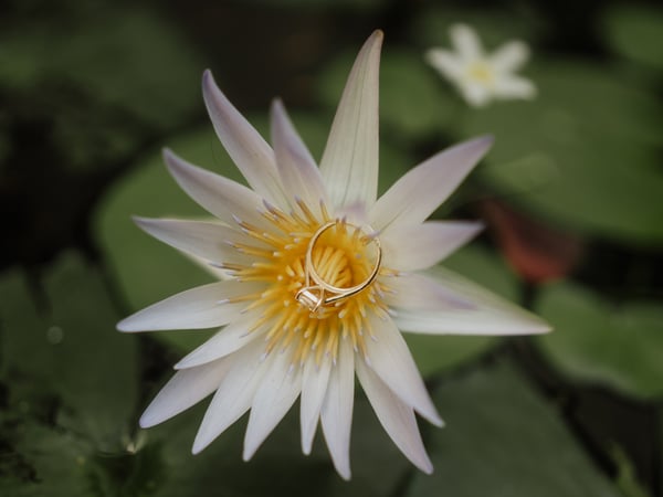 Anillos de compromiso sobre flor tropical blanca en jardín de villa frente al mar