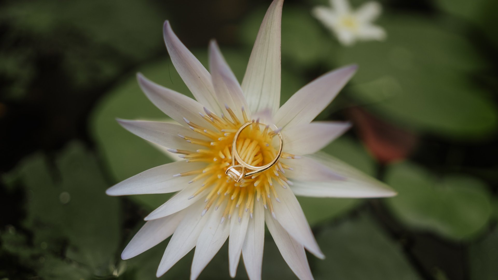 Anillos de compromiso sobre flor tropical blanca en jardín de villa frente al mar