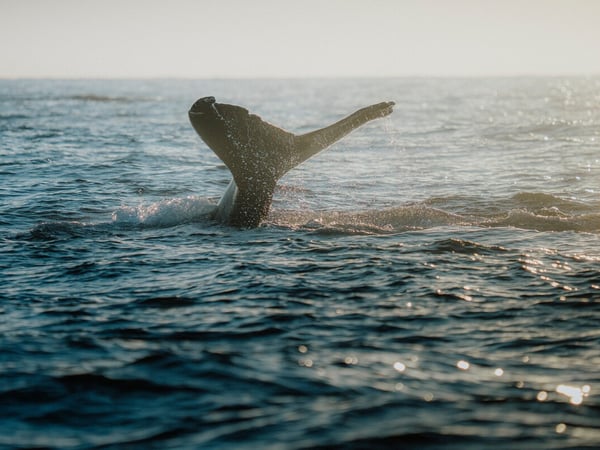 Cola de ballena jorobada emergiendo del océano Pacífico con destellos de luz en el agua