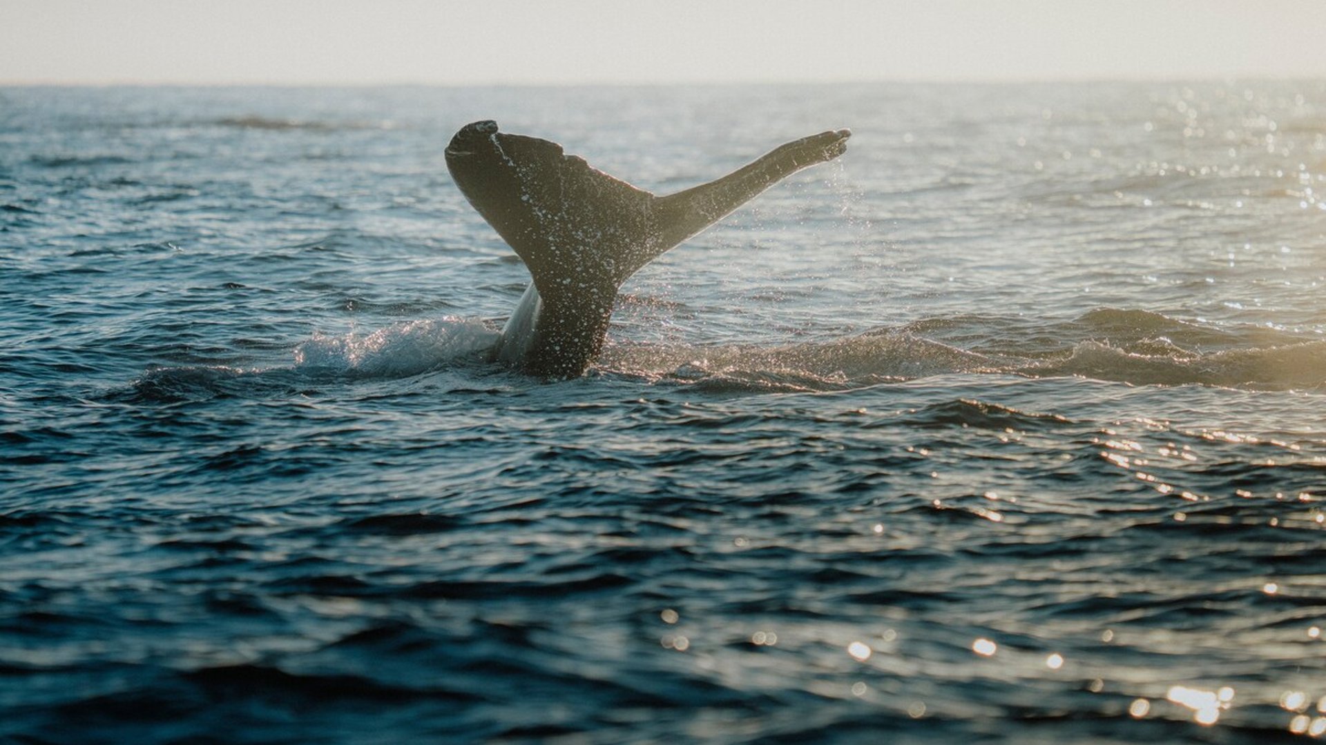 Cola de ballena jorobada emergiendo del océano Pacífico con destellos de luz en el agua