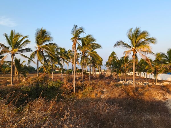 Terreno abierto con palmeras de coco iluminadas por la luz dorada del atardecer y vegetación seca