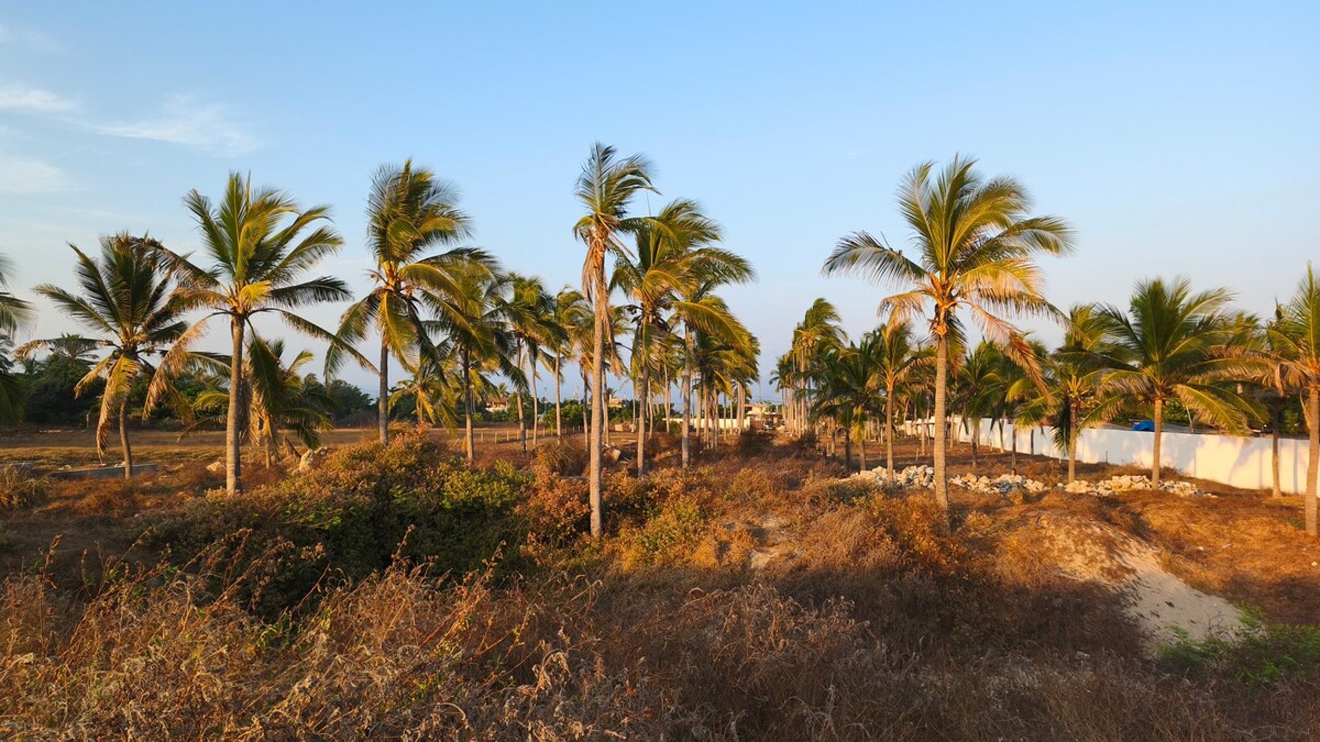 Terreno abierto con palmeras de coco iluminadas por la luz dorada del atardecer y vegetación seca