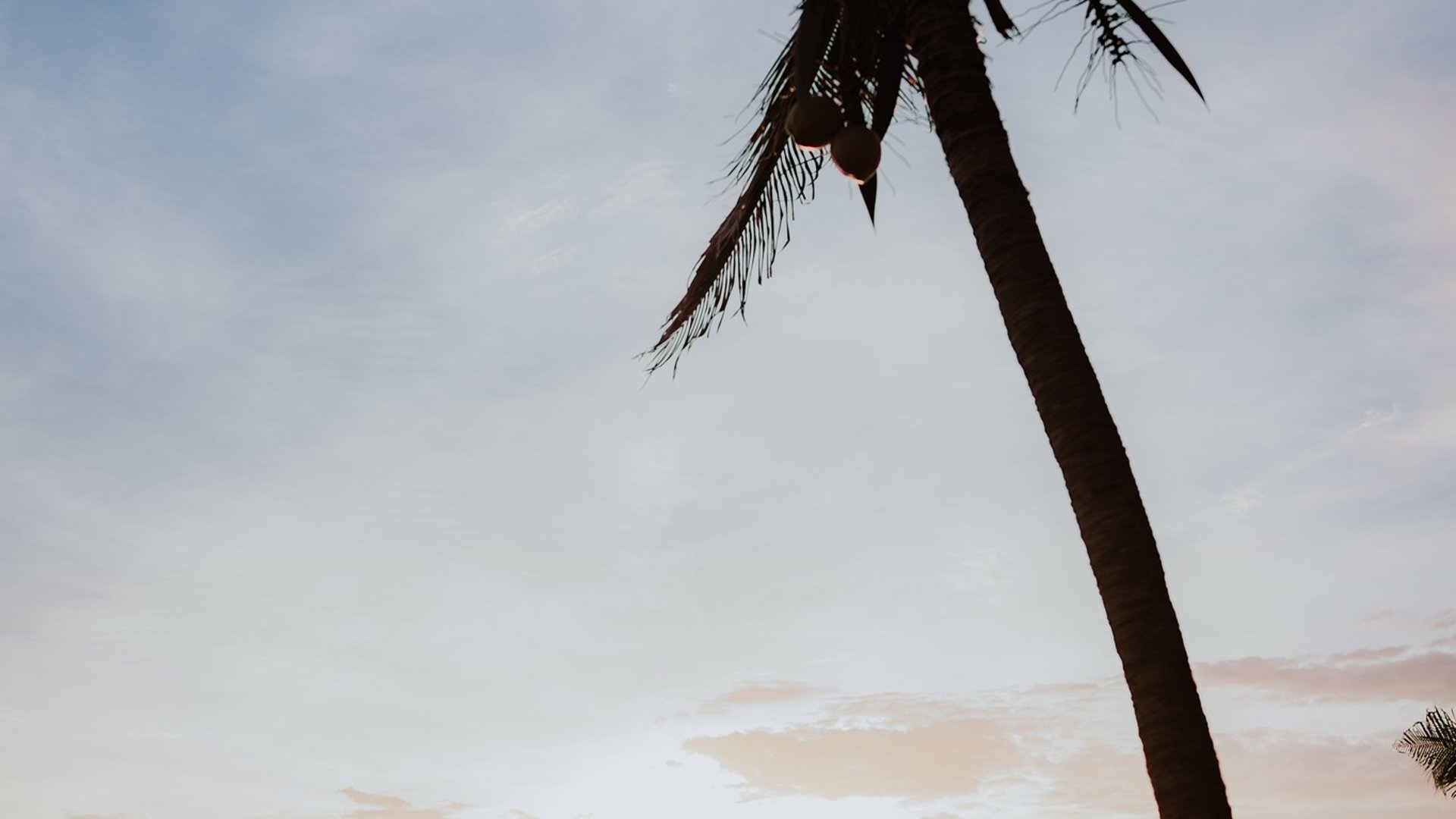 Pareja de recién casados caminando en playa al atardecer bajo palmera tropical en Pacífico
