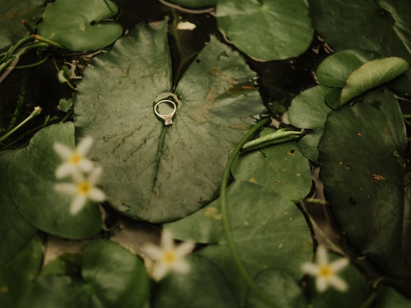 Anillos de matrimonio sobre hojas verdes de nenúfar con flores blancas naturales