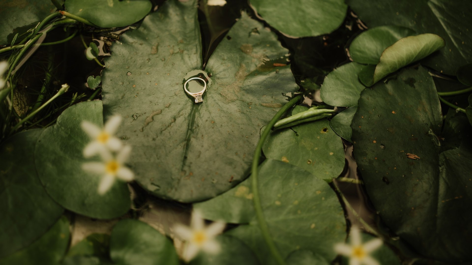 Anillos de matrimonio sobre hojas verdes de nenúfar con flores blancas naturales