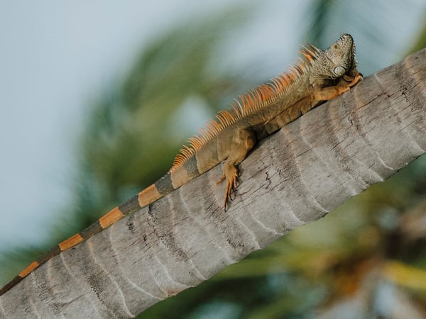 Iguana naranja tomando el sol sobre el tronco de una palmera, con follaje verde difuminado al fondo