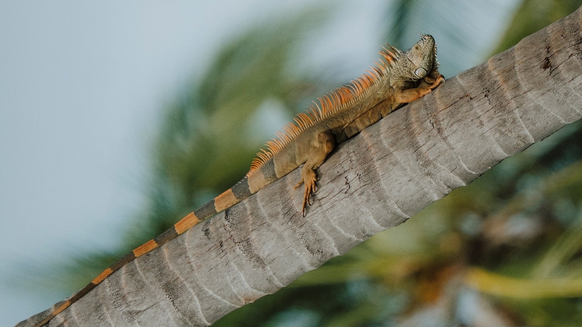 Iguana naranja tomando el sol sobre el tronco de una palmera, con follaje verde difuminado al fondo
