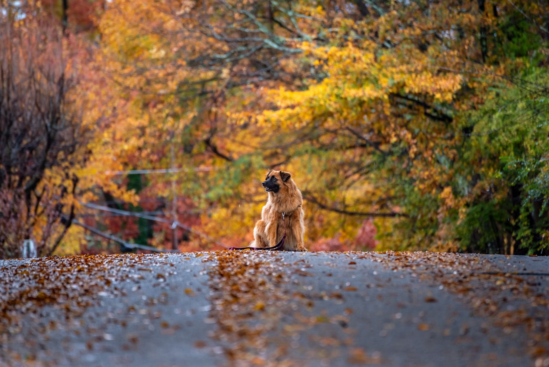 Herbsturlaub mit Hund in Deutschland: Gemeinsam Wälder und Hügellandschaften genießen