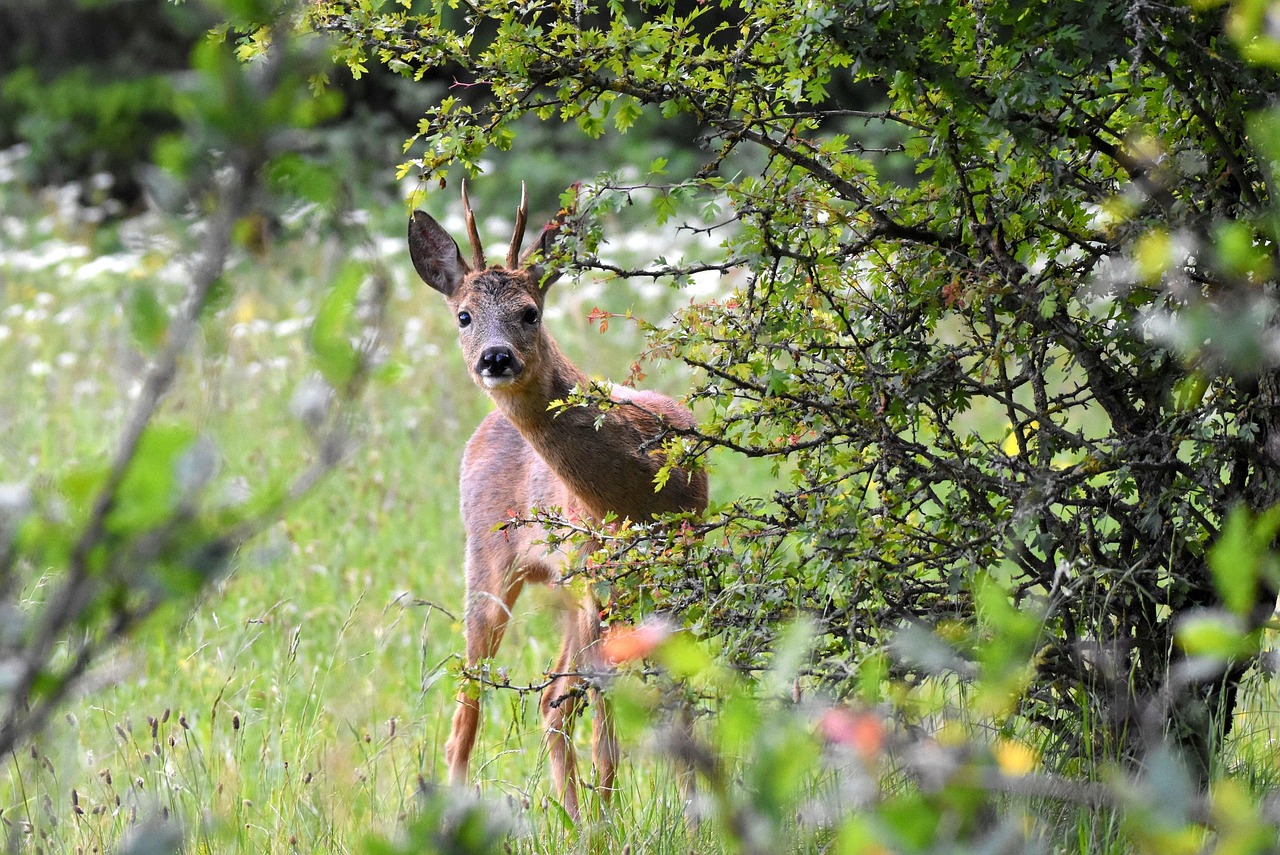 Wie kijkt er naar wie? – dieren kijken in Duitsland