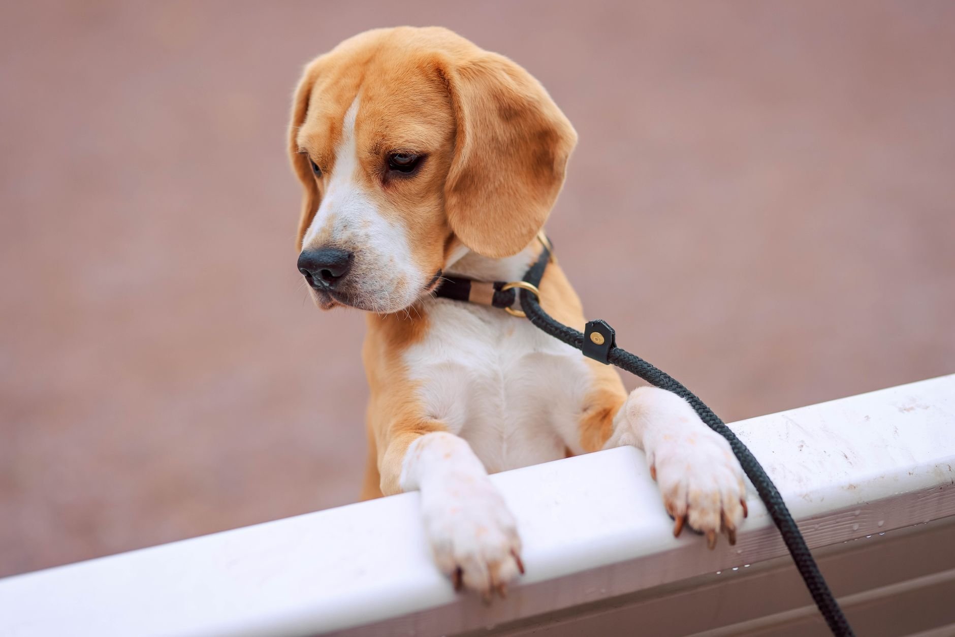 Urlaub mit Hund in Deutschland – neue Wege, gemeinsam unterwegs