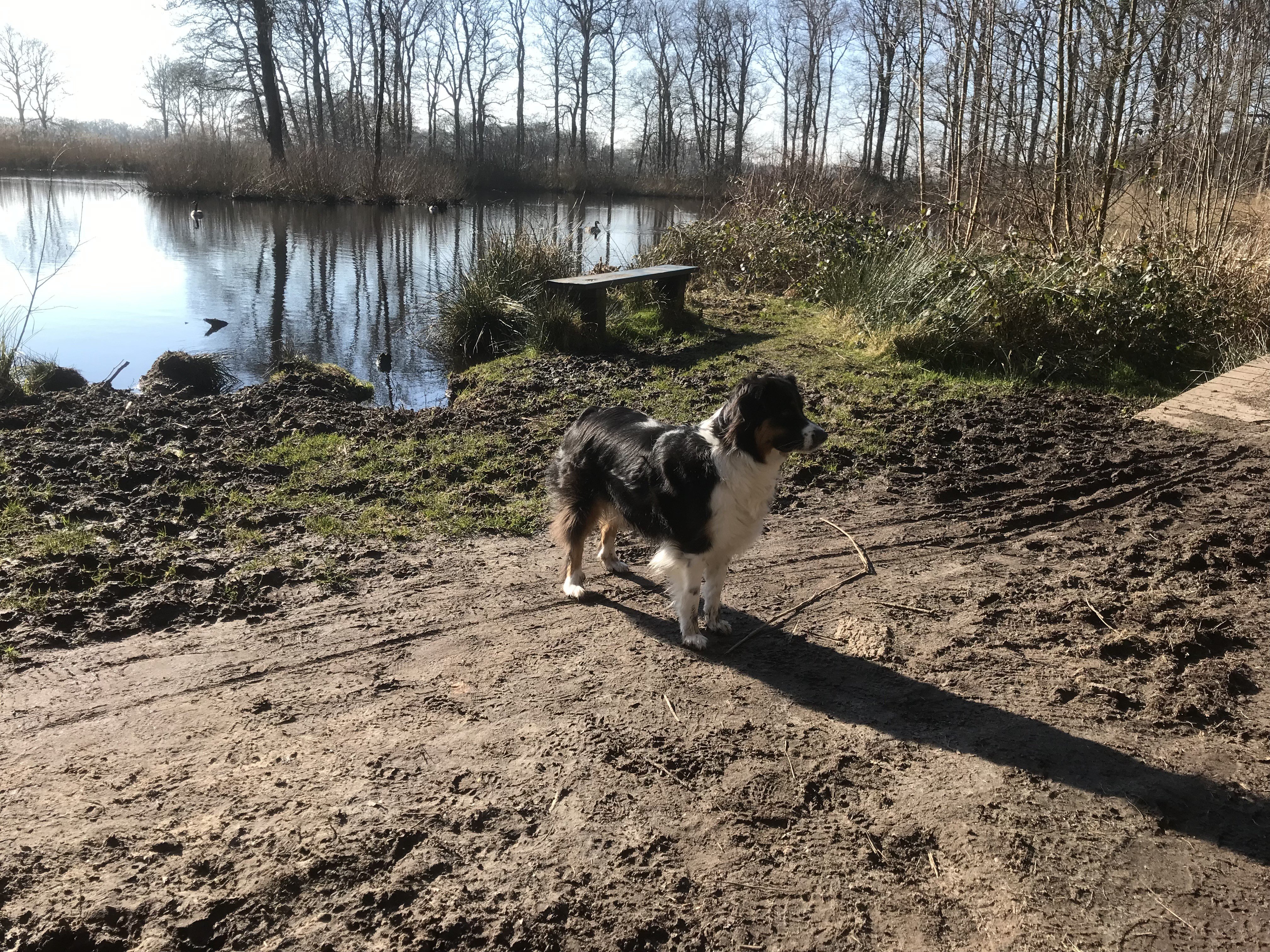 Enjoyhotels waar uw hond mee mag