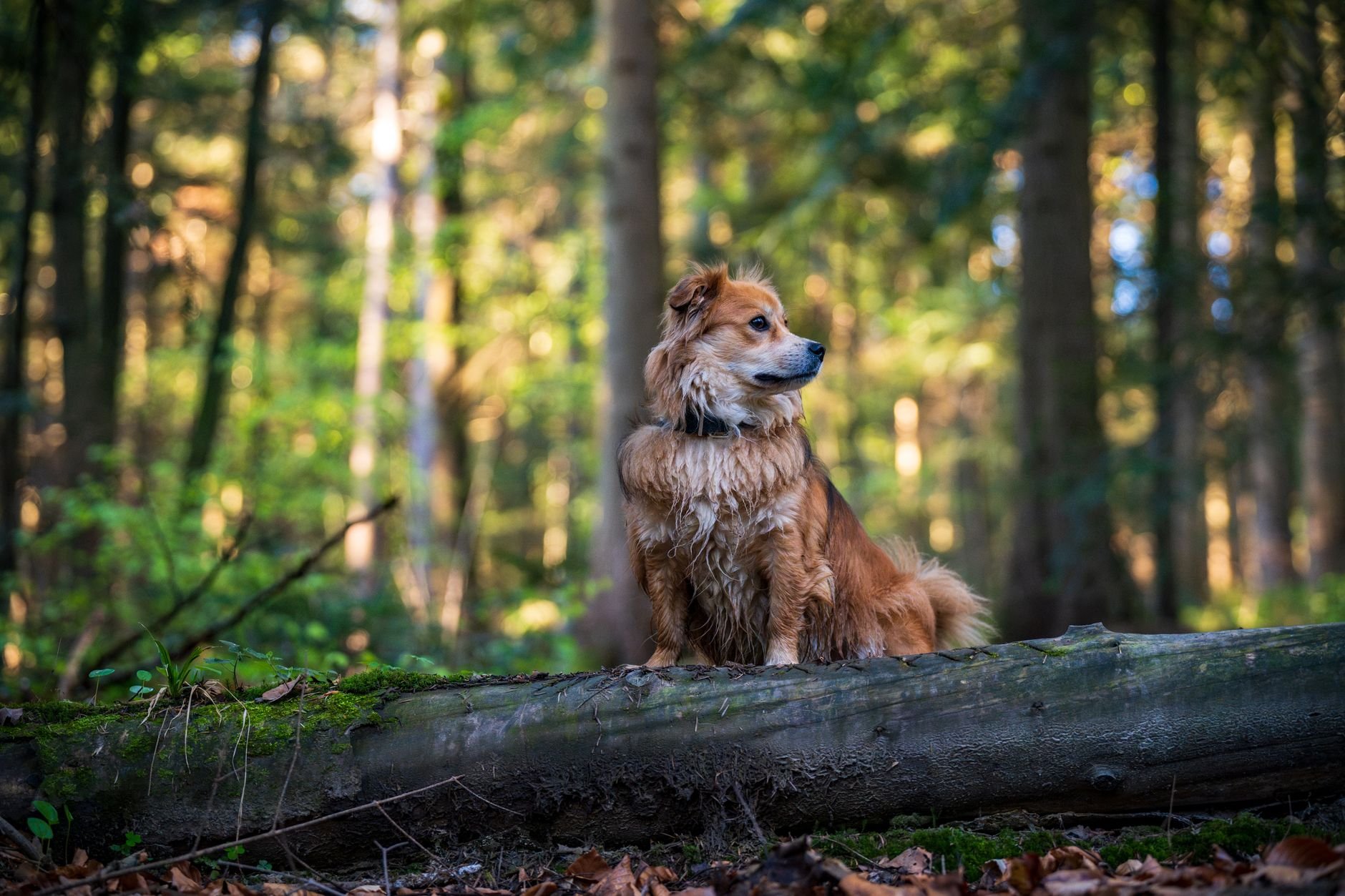 Entdecken Sie die schönste Natur mit Ihrem Hund und Enjoyhotels