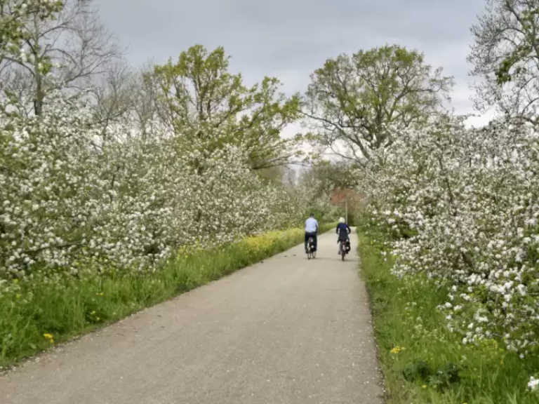 Fietstocht fruitboomgaard