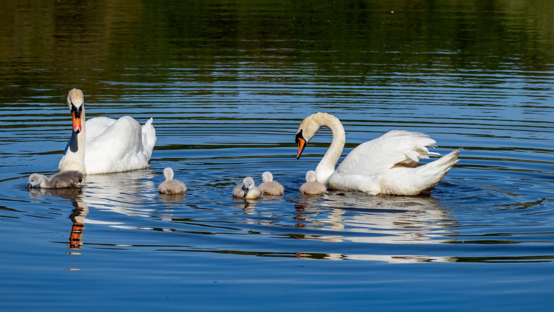 Ontdek de mooiste vogelgebieden tijdens uw vakantie