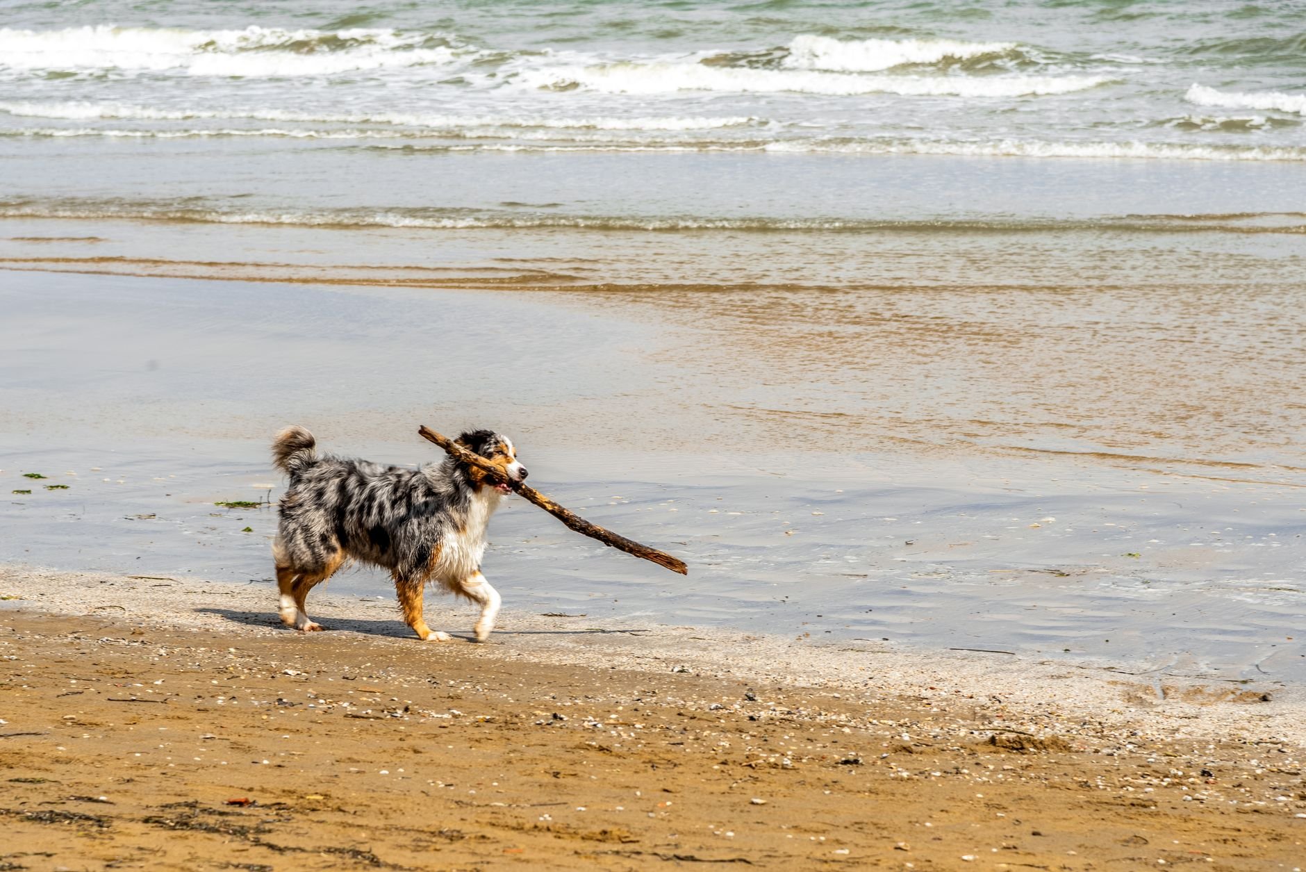Gemeinsam frische Seeluft genießen: Entdecken Sie die hundefreudlichen Hotels von Enjoyhotels