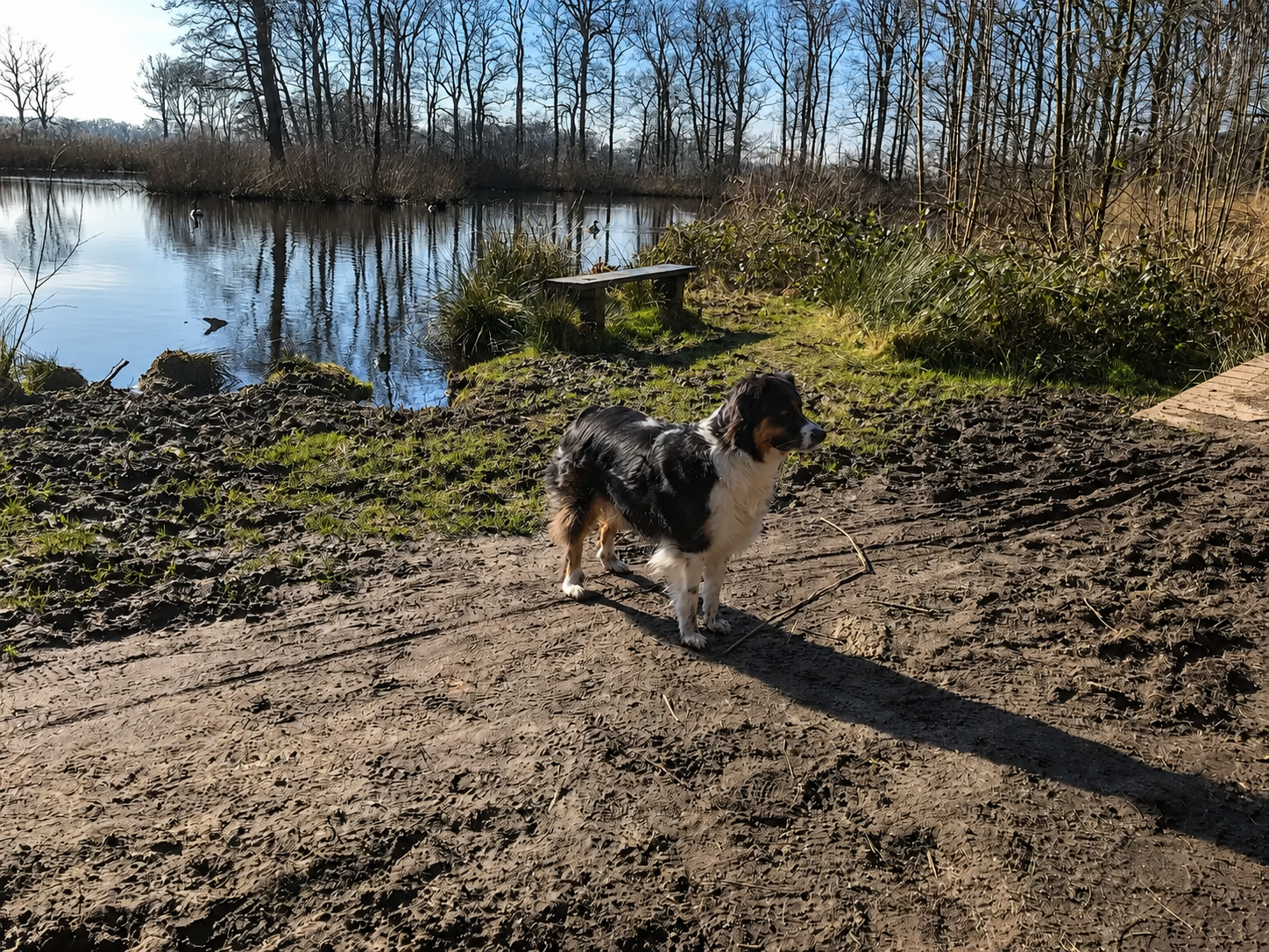 Samen eropuit: Enjoyhotels waar uw hond welkom is
