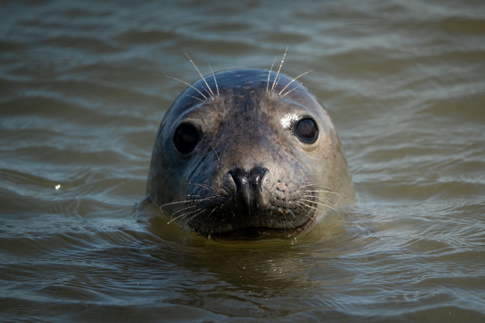 Van zeehond tot berberaap – verrassende ontmoetingen in België en Frankrijk