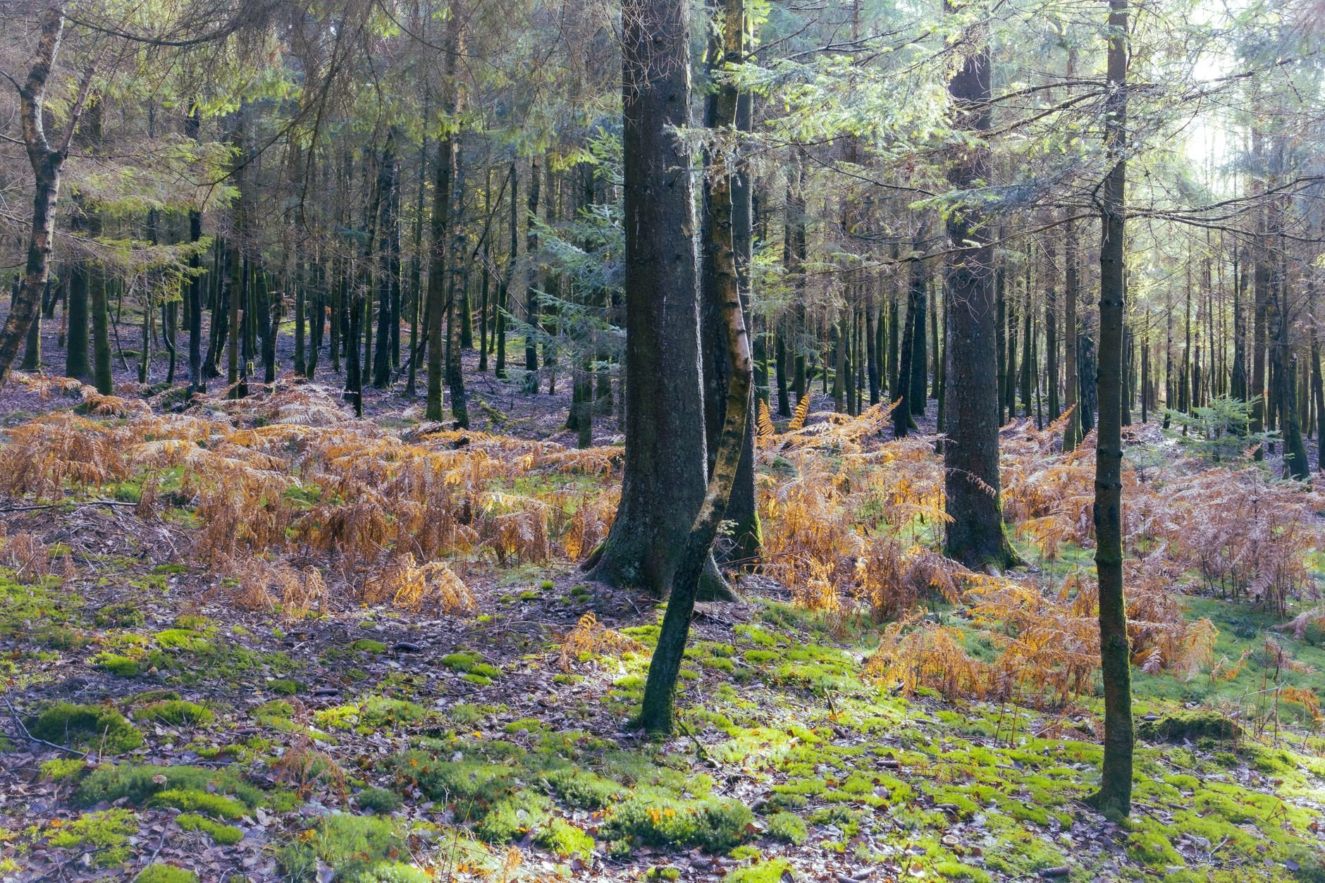 Belgische Ardennen: verblijf tussen Semois, bossen en Bouillon