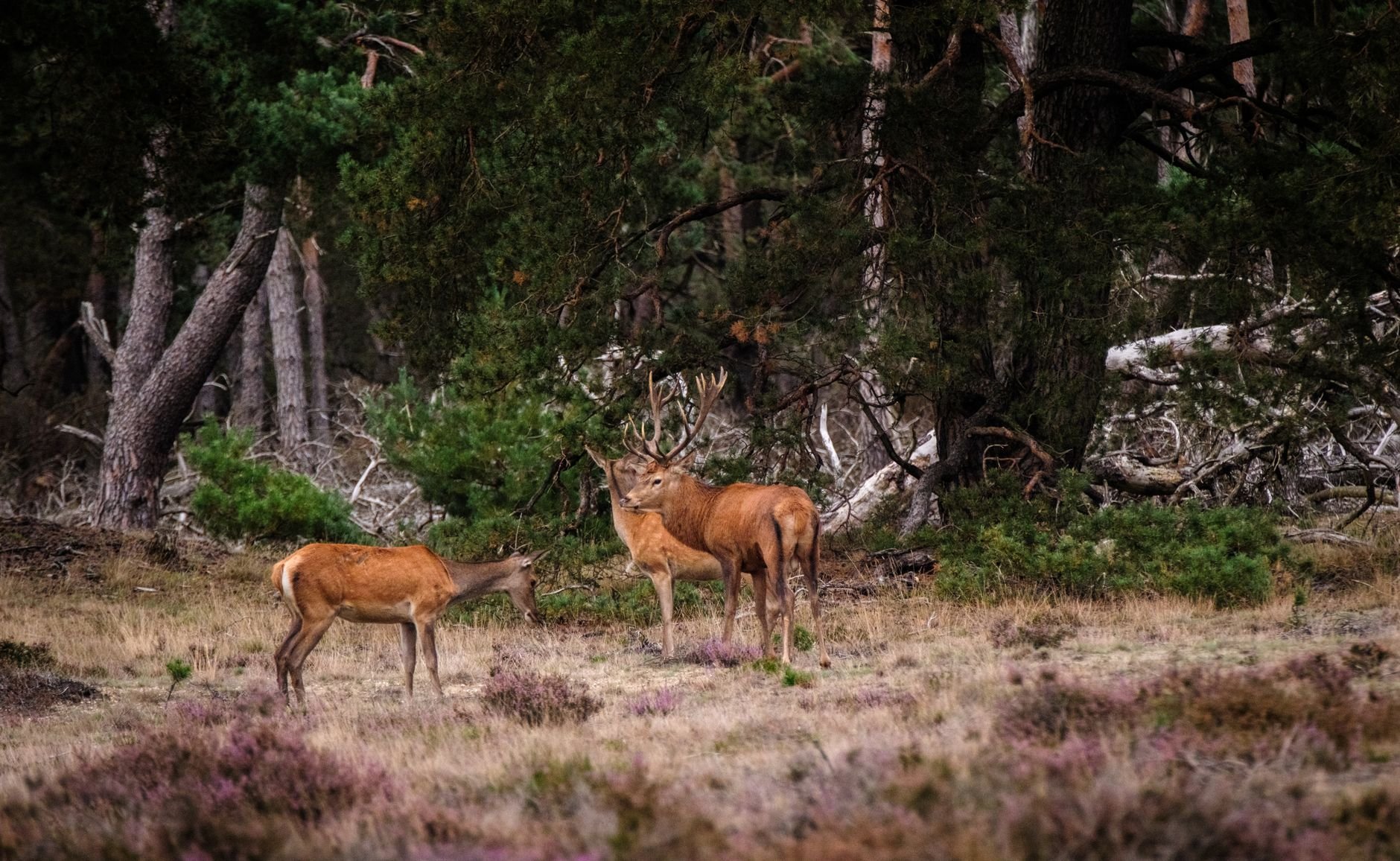 Ontspannen op de Veluwe bij Enjoy Deluxe Wellnesshotel Heerlickheijd van Ermelo