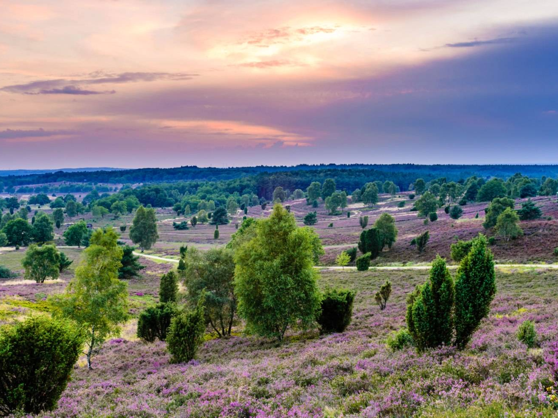 Van de Lüneburger Heide tot Harz: 5 dagen compleet verzorgd genieten