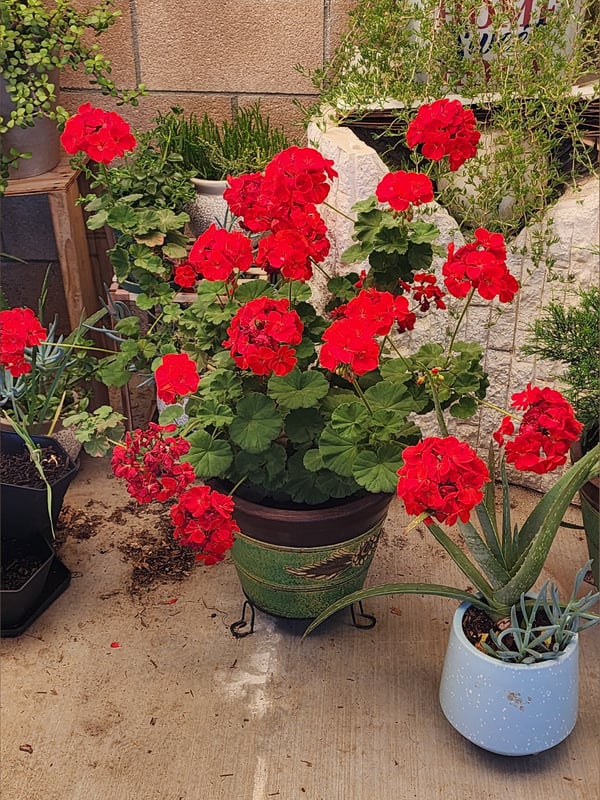 simona_fans's Avatar