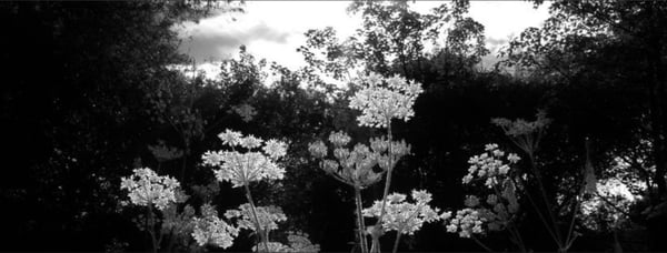 jeriwtflmao's Header