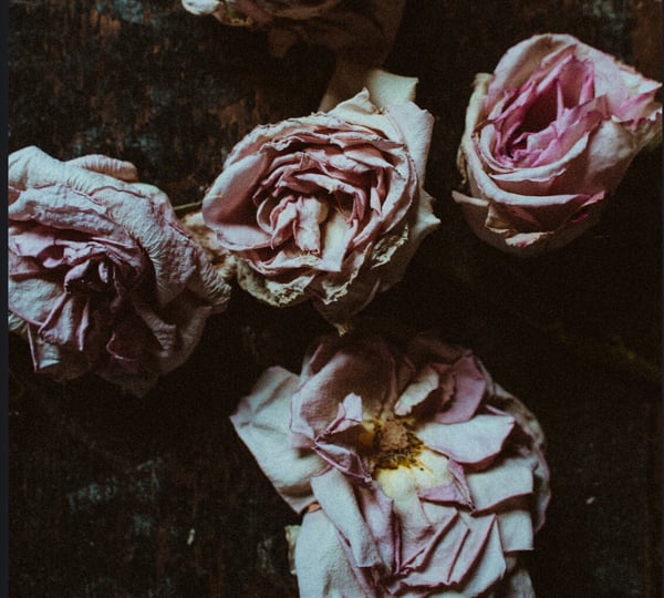 Close-up arrangement of dried pink roses on a dark wooden surface.