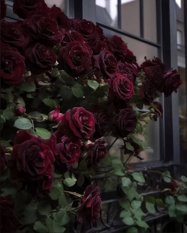 Close-up of dark red roses climbing over a black window frame with soft natural light.
