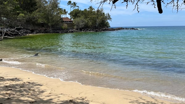 Scenic beach landscape with palm trees, ocean waves, and a sandy shore under a clear sky.