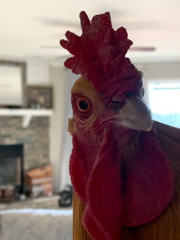 farmhandmaevip's Header