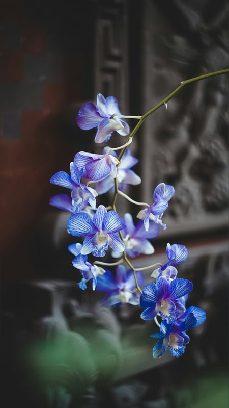 Close-up of vibrant purple orchids hanging against a dark carved wooden background with subtle red tones.