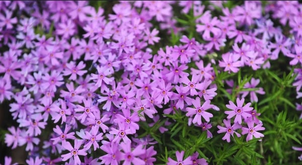 zeinahsawan's Header